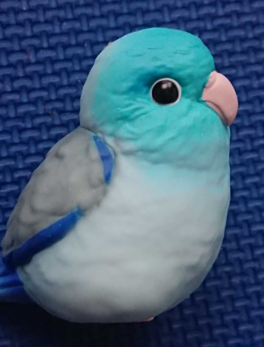 Amazon.co.jp: 画像必見 マメルリハインコ てのりフレンズ 検索:小鳥